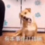 八级大狂风12341