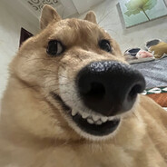 Ankle Biter
