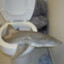 Toilet Shark
