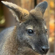 Wallaby