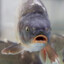 krystian karp