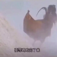啄米的鸡