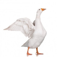 KAKOS KAEF avatar