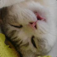 一帶一路徹底失敗