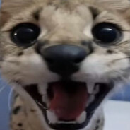 Creature of Joy