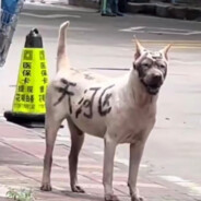 东汉末年闹鸡瘟 曹操怒斩蔡徐坤