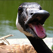 Goose "99 in 4"