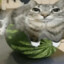 Cat on watermelon