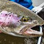 troutsuckler