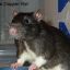 highlandrat