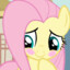 fluttershy