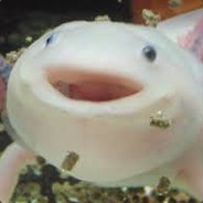AxolotlDreams