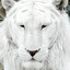 white tiger