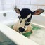 cow in a bath.