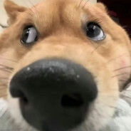 桌子不齐邓紫棋