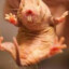 Naked Rat