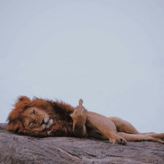 九六年十三顺位