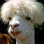 Dendi