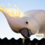 Kali the Cockatoo