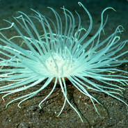 海葵