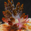 SendNudibranches