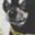 doggy