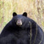 Bigassblackbear