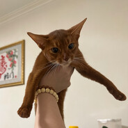 美艳小妞沃特森