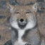 狂野猎人