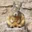 Sleepy ass viscacha