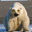 A Surprised Polar Bear