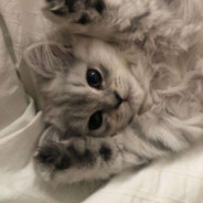 shjfhsjhhjwjfhsjhwfjsjfhwjhfshjf