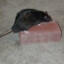 Rat Brick