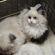 神里绫华是我的狗