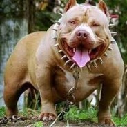 PITBULL