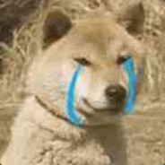 我是一只小螃蟹