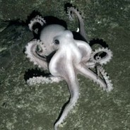 AlbinoOctopus