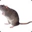 the_infinity_mouse