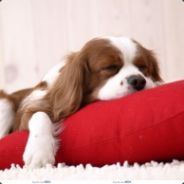 老婆忘记充气了