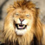 Funny Lion