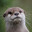 otter71