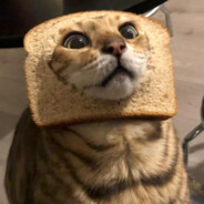 Кот с хлебом на голове