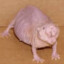 Rat's avatar