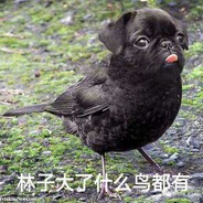 哪有赌狗天天输