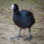 Eurasian Coot