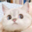 Melody
