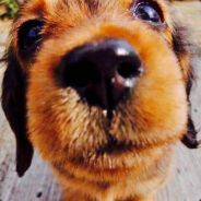 瘦尽灯花又一宵