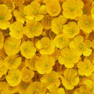 vegan buttercup - steam id 76561197961072831
