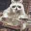 A Fat Ass Raccoon