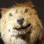 Cracked Lion